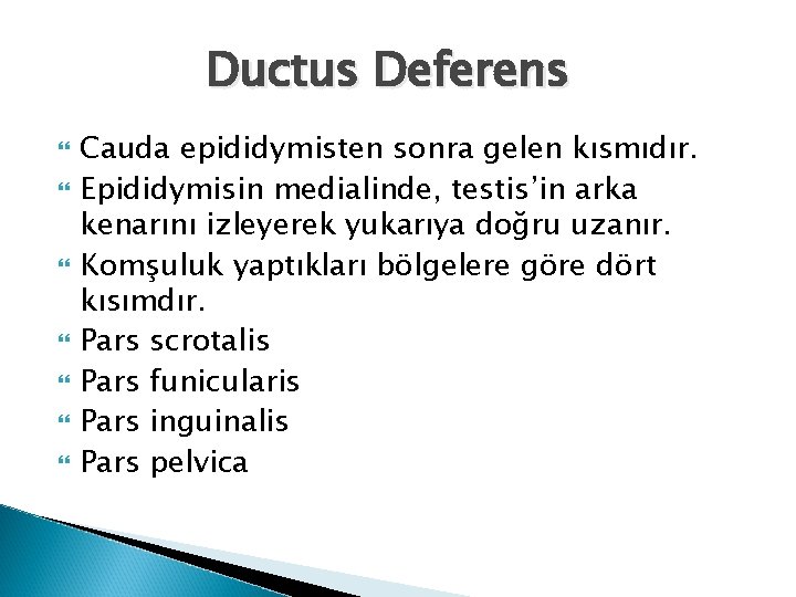 Ductus Deferens Cauda epididymisten sonra gelen kısmıdır. Epididymisin medialinde, testis’in arka kenarını izleyerek yukarıya Ductus Deferens Cauda epididymisten sonra gelen kısmıdır. Epididymisin medialinde, testis’in arka kenarını izleyerek yukarıya
