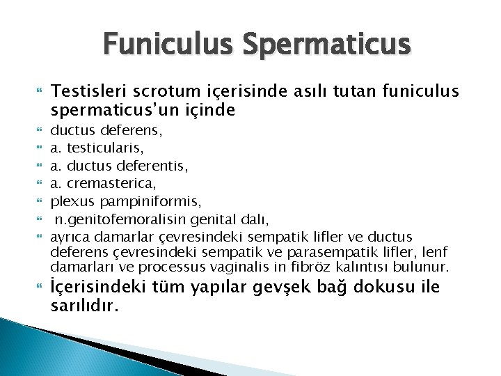 Funiculus Spermaticus Testisleri scrotum içerisinde asılı tutan funiculus spermaticus’un içinde ductus deferens, a. testicularis, Funiculus Spermaticus Testisleri scrotum içerisinde asılı tutan funiculus spermaticus’un içinde ductus deferens, a. testicularis,