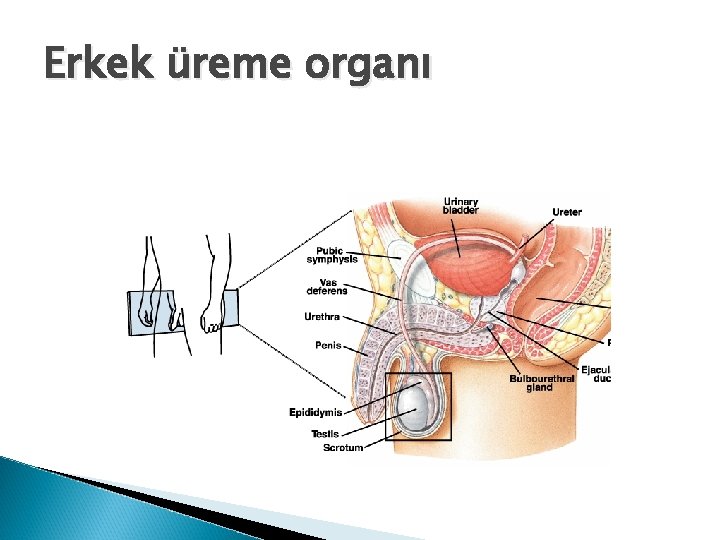 Erkek üreme organı Erkek üreme organı
