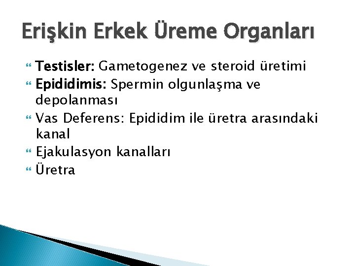 Erişkin Erkek Üreme Organları Testisler: Gametogenez ve steroid üretimi Epididimis: Spermin olgunlaşma ve depolanması Erişkin Erkek Üreme Organları Testisler: Gametogenez ve steroid üretimi Epididimis: Spermin olgunlaşma ve depolanması