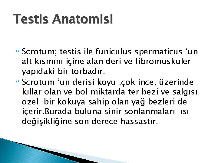 Testis Anatomisi Scrotum; testis ile funiculus spermaticus ‘un alt kısmını içine alan deri ve Testis Anatomisi Scrotum; testis ile funiculus spermaticus ‘un alt kısmını içine alan deri ve