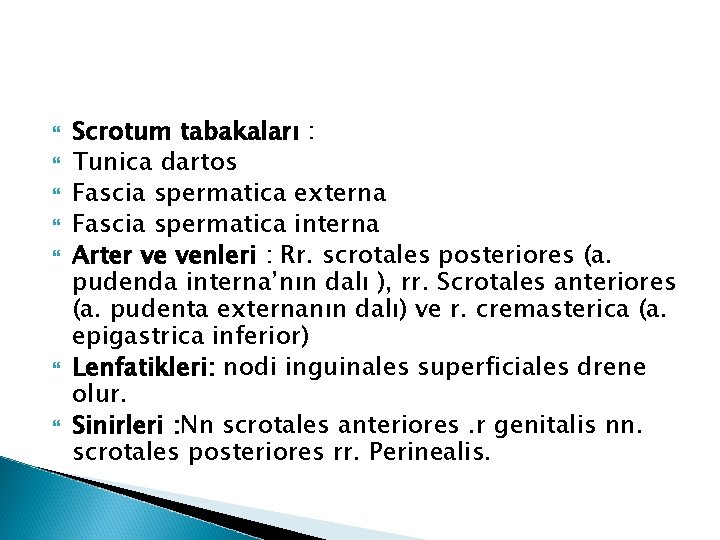 Scrotum tabakaları : Tunica dartos Fascia spermatica externa Fascia spermatica interna Arter ve Scrotum tabakaları : Tunica dartos Fascia spermatica externa Fascia spermatica interna Arter ve