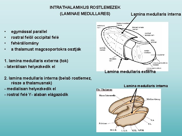 INTRATHALAMIKUS ROSTLEMEZEK (LAMINAE MEDULLARES) • • Lamina medullaris interna egymással parallel rostral felől occipital