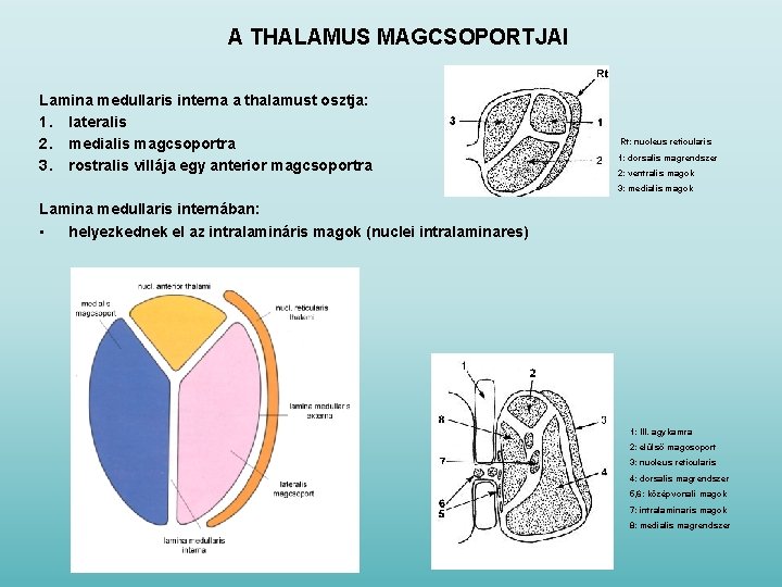 A THALAMUS MAGCSOPORTJAI Lamina medullaris interna a thalamust osztja: 1. lateralis 2. medialis magcsoportra