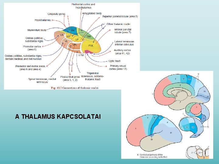 A THALAMUS KAPCSOLATAI 