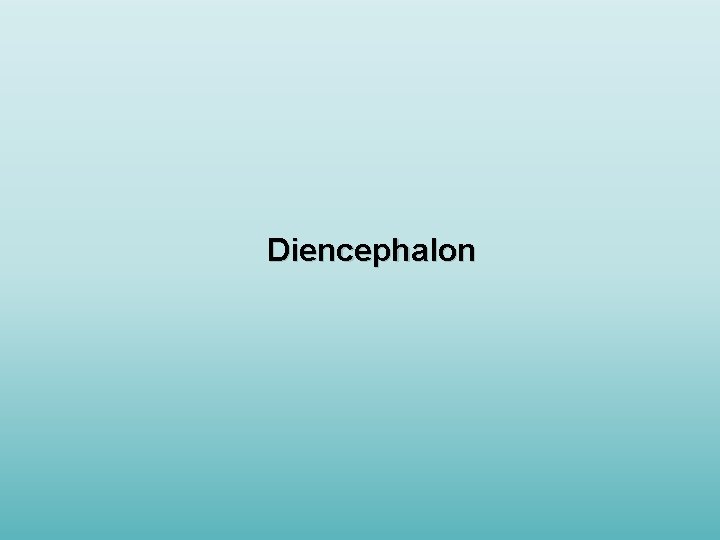 Diencephalon 