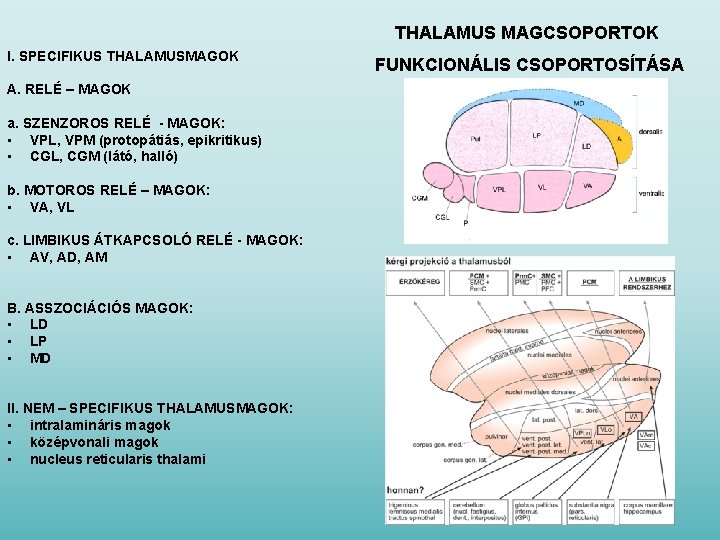 THALAMUS MAGCSOPORTOK I. SPECIFIKUS THALAMUSMAGOK A. RELÉ – MAGOK a. SZENZOROS RELÉ - MAGOK: