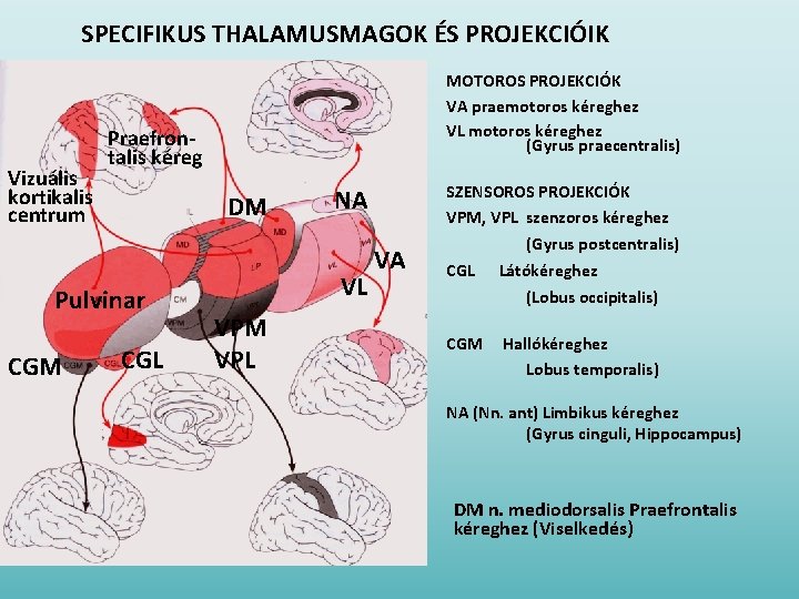 SPECIFIKUS THALAMUSMAGOK ÉS PROJEKCIÓIK Vizuális kortikalis centrum Praefrontalis kéreg DM Pulvinar CGM MOTOROS PROJEKCIÓK