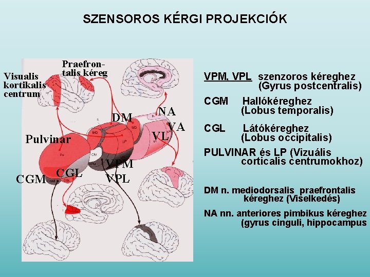 SZENSOROS KÉRGI PROJEKCIÓK Visualis kortikalis centrum Praefrontalis kéreg DM Pulvinar CGM CGL VPM VPL