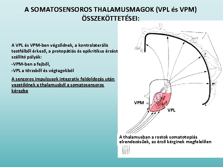 A SOMATOSENSOROS THALAMUSMAGOK (VPL és VPM) ÖSSZEKÖTTETÉSEI: A VPL és VPM-ben végződnek, a kontralaterális