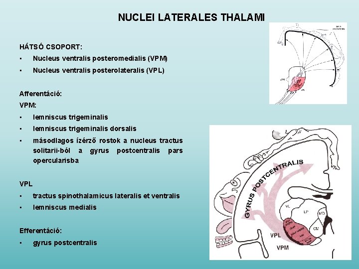 NUCLEI LATERALES THALAMI HÁTSÓ CSOPORT: • Nucleus ventralis posteromedialis (VPM) • Nucleus ventralis posterolateralis