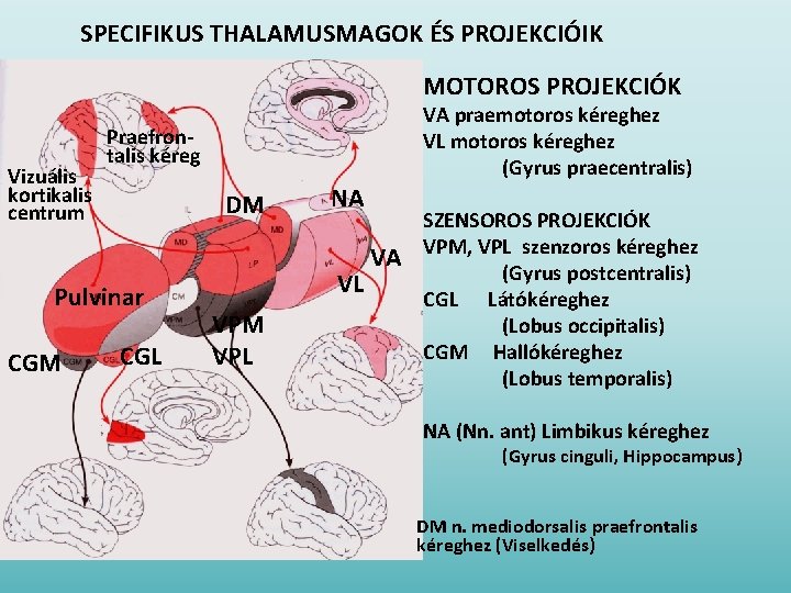 SPECIFIKUS THALAMUSMAGOK ÉS PROJEKCIÓIK MOTOROS PROJEKCIÓK Vizuális kortikalis centrum Praefrontalis kéreg DM Pulvinar CGM