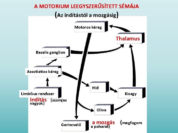 A MOTORIUM LEEGYSZERŰSÍTETT SÉMÁJA (Az indítástól a mozgásig) Motoros kéreg Thalamus Basalis ganglion Assotiatios