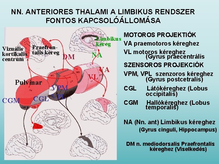 NN. ANTERIORES THALAMI A LIMBIKUS RENDSZER FONTOS KAPCSOLÓÁLLOMÁSA Praefron. Vizuális kortikalis talis kéreg centrum