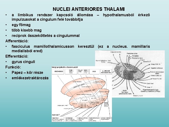 NUCLEI ANTERIORES THALAMI • a limbikus rendszer kapcsoló állomása – hypothalamusból érkező impulzusokat a