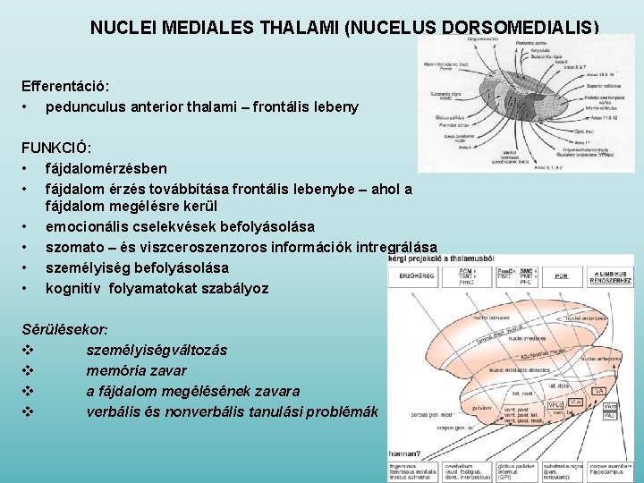 NUCLEI MEDIALES THALAMI (NUCELUS DORSOMEDIALIS) Efferentáció: • pedunculus anterior thalami – frontális lebeny FUNKCIÓ: