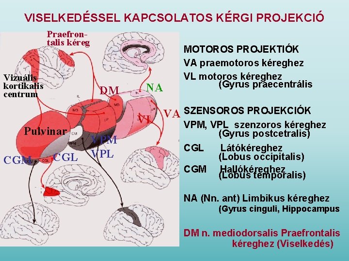 VISELKEDÉSSEL KAPCSOLATOS KÉRGI PROJEKCIÓ Praefrontalis kéreg Vizuális kortikalis centrum DM Pulvinar CGM CGL NA