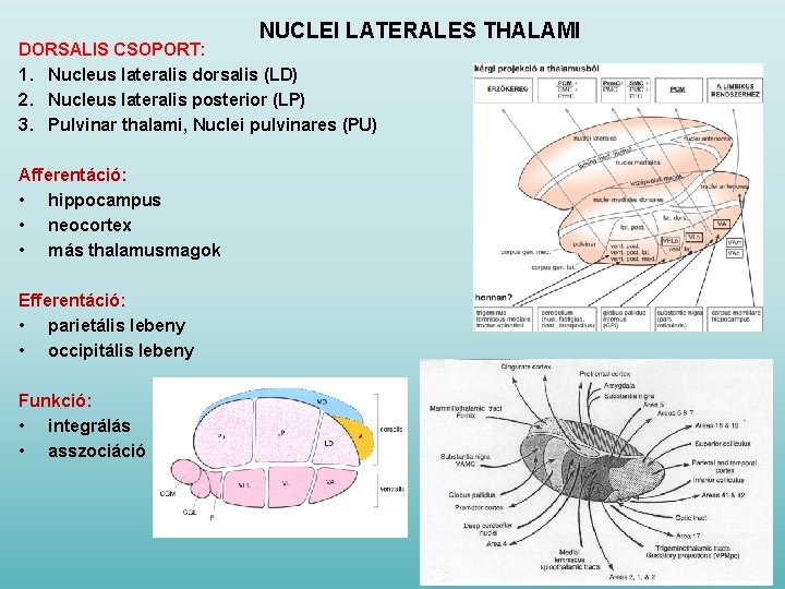 NUCLEI LATERALES THALAMI DORSALIS CSOPORT: 1. Nucleus lateralis dorsalis (LD) 2. Nucleus lateralis posterior