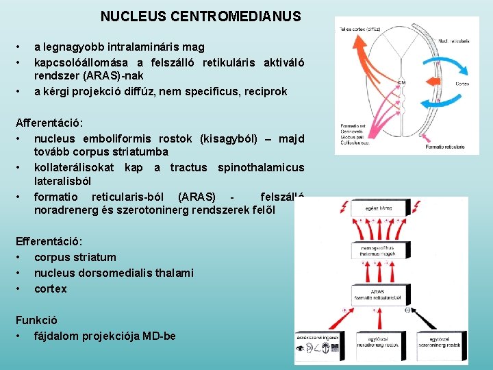 NUCLEUS CENTROMEDIANUS • • • a legnagyobb intralamináris mag kapcsolóállomása a felszálló retikuláris aktiváló