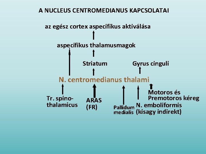 A NUCLEUS CENTROMEDIANUS KAPCSOLATAI az egész cortex aspecifikus aktiválása aspecifikus thalamusmagok Striatum Gyrus cinguli