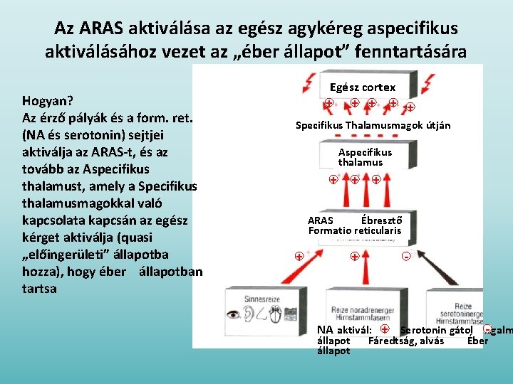 Az ARAS aktiválása az egész agykéreg aspecifikus aktiválásához vezet az „éber állapot” fenntartására Hogyan?