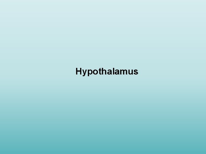 Hypothalamus 