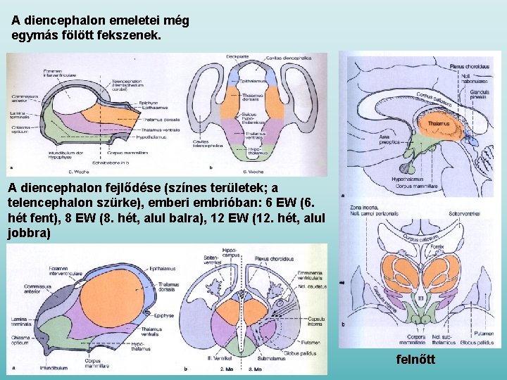 A diencephalon emeletei még egymás fölött fekszenek. A diencephalon fejlődése (színes területek; a telencephalon