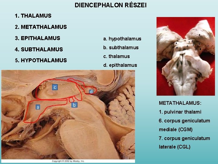 DIENCEPHALON RÉSZEI 1. THALAMUS 2. METATHALAMUS 3. EPITHALAMUS a. hypothalamus 4. SUBTHALAMUS b. subthalamus