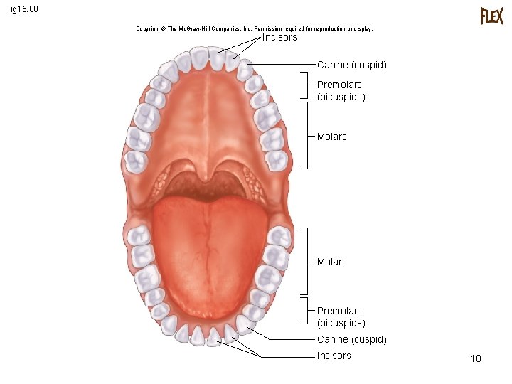 Fig 15. 08 Copyright © The Mc. Graw-Hill Companies, Inc. Permission required for reproduction Fig 15. 08 Copyright © The Mc. Graw-Hill Companies, Inc. Permission required for reproduction