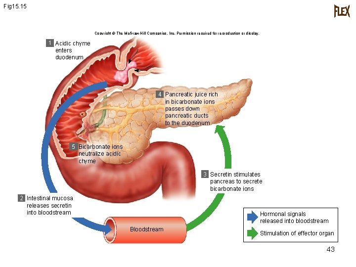 Fig 15. 15 Copyright © The Mc. Graw-Hill Companies, Inc. Permission required for reproduction Fig 15. 15 Copyright © The Mc. Graw-Hill Companies, Inc. Permission required for reproduction