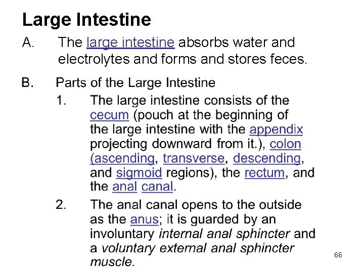 Large Intestine A. The large intestine absorbs water and electrolytes and forms and stores Large Intestine A. The large intestine absorbs water and electrolytes and forms and stores