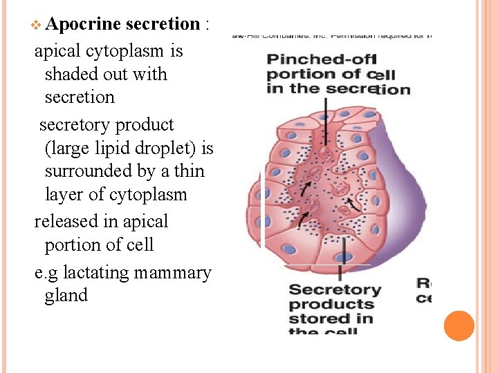 v Apocrine secretion : apical cytoplasm is shaded out with secretion secretory product (large