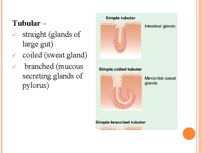 Tubular – ü straight (glands of large gut) ü coiled (sweat gland) ü branched