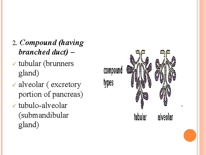 2. Compound (having branched duct) – ü tubular (brunners gland) ü alveolar ( excretory