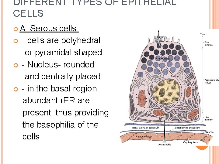 DIFFERENT TYPES OF EPITHELIAL CELLS A. Serous cells: - cells are polyhedral or pyramidal