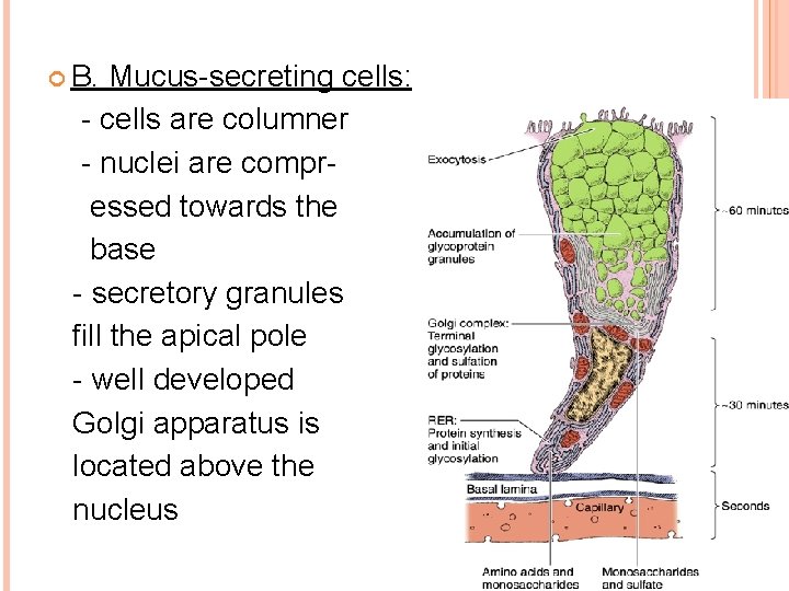  B. Mucus-secreting cells: - cells are columner - nuclei are compressed towards the