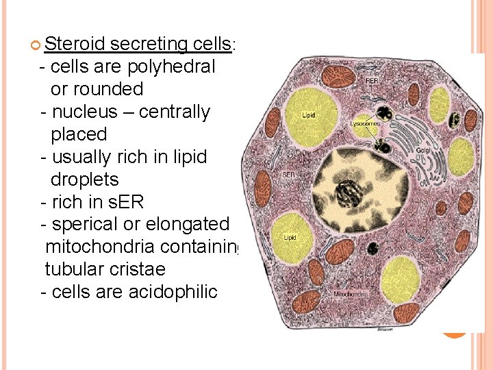  Steroid secreting cells: - cells are polyhedral or rounded - nucleus – centrally