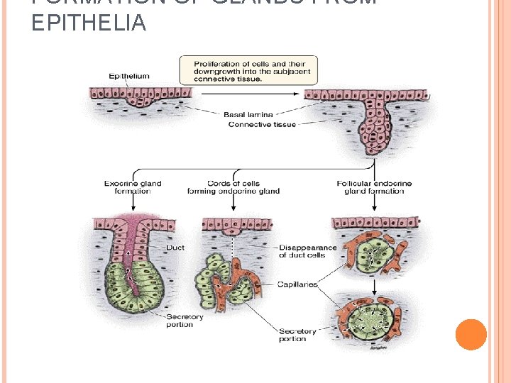FORMATION OF GLANDS FROM EPITHELIA 
