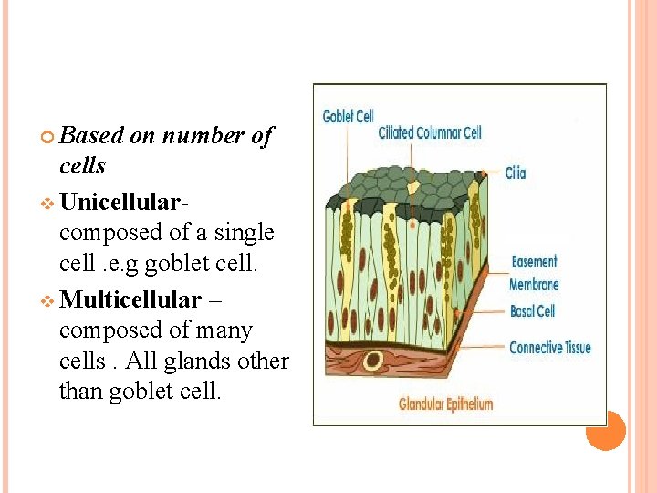  Based on number of cells v Unicellularcomposed of a single cell. e. g