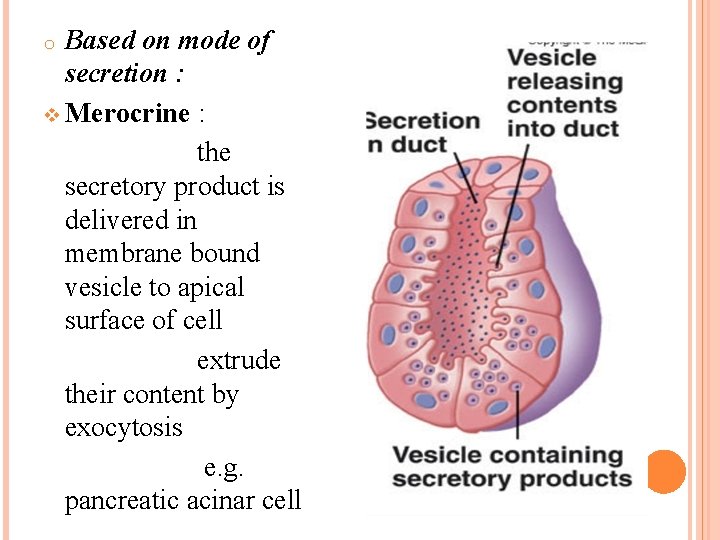 Based on mode of secretion : v Merocrine : the secretory product is delivered