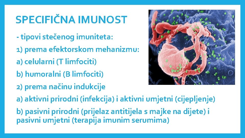 SPECIFIČNA IMUNOST - tipovi stečenog imuniteta: 1) prema efektorskom mehanizmu: a) celularni (T limfociti)