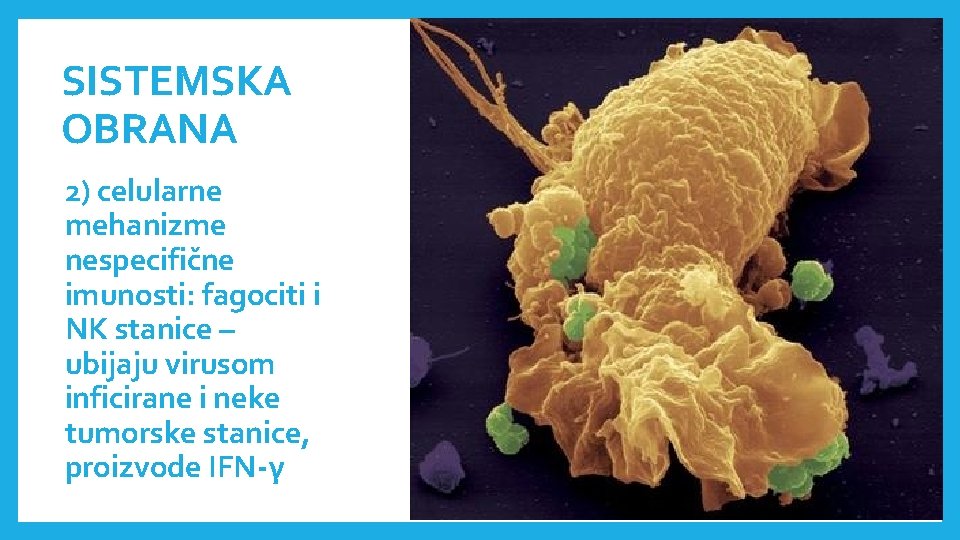 SISTEMSKA OBRANA 2) celularne mehanizme nespecifične imunosti: fagociti i NK stanice – ubijaju virusom SISTEMSKA OBRANA 2) celularne mehanizme nespecifične imunosti: fagociti i NK stanice – ubijaju virusom