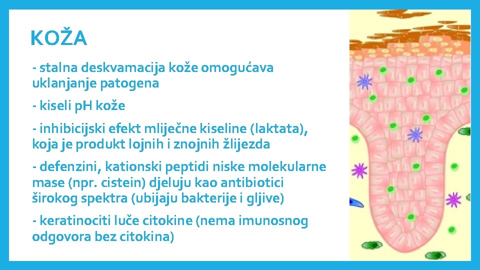 KOŽA - stalna deskvamacija kože omogućava uklanjanje patogena - kiseli p. H kože - KOŽA - stalna deskvamacija kože omogućava uklanjanje patogena - kiseli p. H kože -