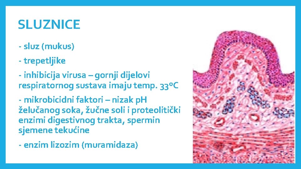 SLUZNICE - sluz (mukus) - trepetljike - inhibicija virusa – gornji dijelovi respiratornog sustava