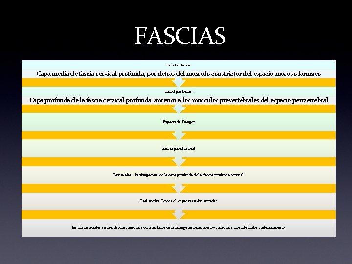 FASCIAS Pared anterior: Capa media de fascia cervical profunda, por detrás del músculo constrictor