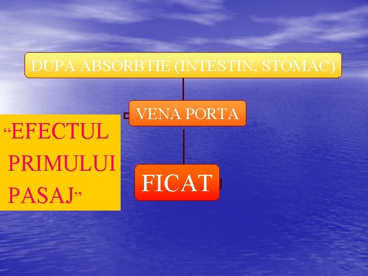 DUPA ABSORBTIE (INTESTIN, STOMAC) “EFECTUL PRIMULUI PASAJ” VENA PORTA FICAT 