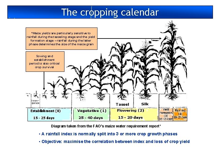 The cropping calendar *Maize yields are particularly sensitive to rainfall during the tasseling stage