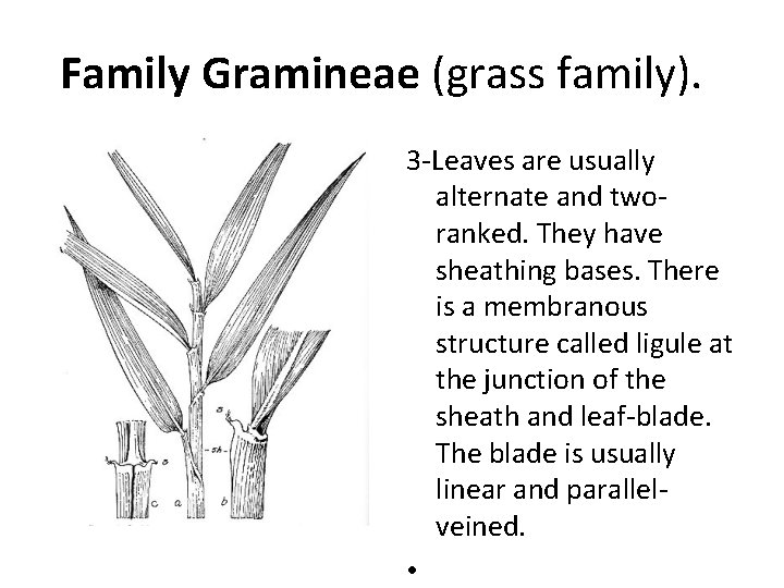 Family Gramineae (grass family). 3 -Leaves are usually alternate and tworanked. They have sheathing