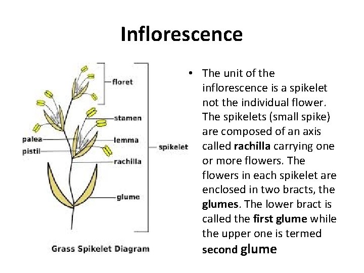 Inflorescence • The unit of the inflorescence is a spikelet not the individual flower.