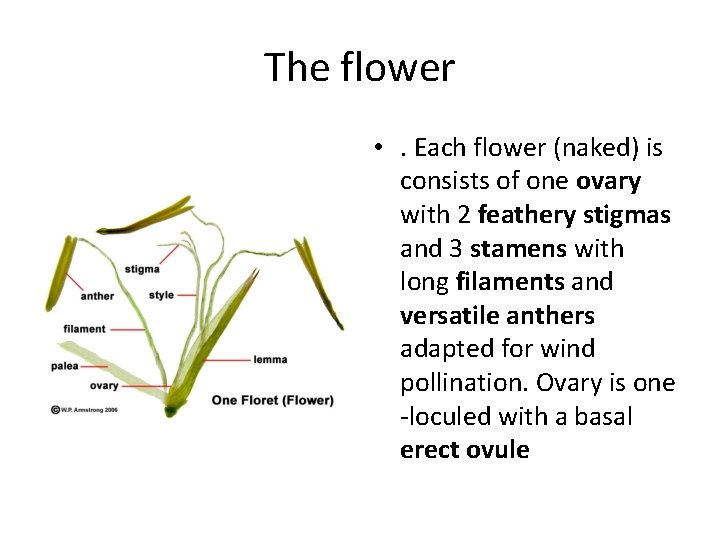 The flower • . Each flower (naked) is consists of one ovary with 2